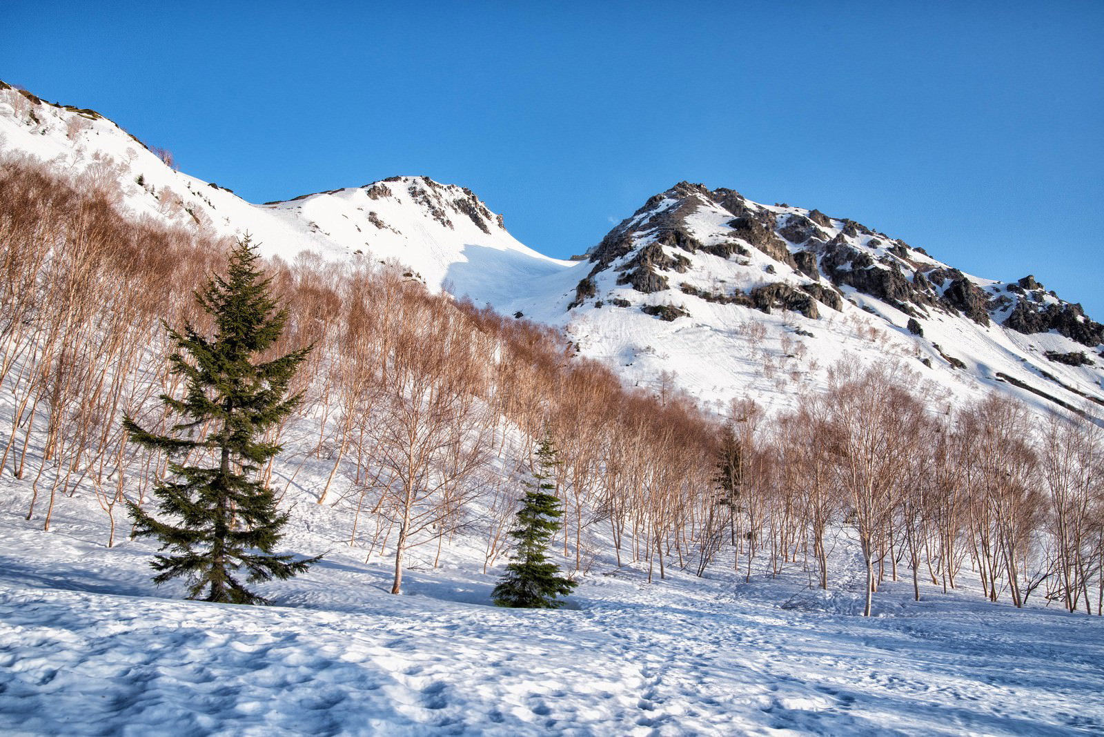 雪に覆われた焼岳の北峰と南峰、手前に針葉樹林が広がる冬の山岳風景