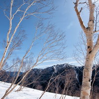 焼岳斜面に群生する白い幹のダケカンバ林の冬景色の写真
