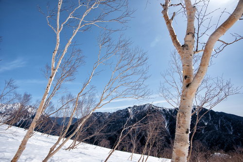 焼岳斜面に群生する白い幹のダケカンバ林の冬景色