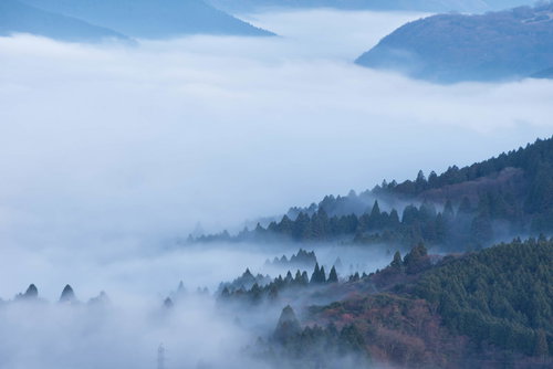 霧に包まれる箱根の森と山間部の風景 朝霧に覆われた樹木