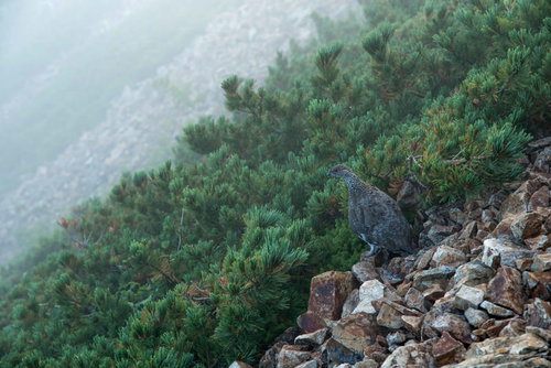 朝霧の中の八峰キレットに佇むライチョウ