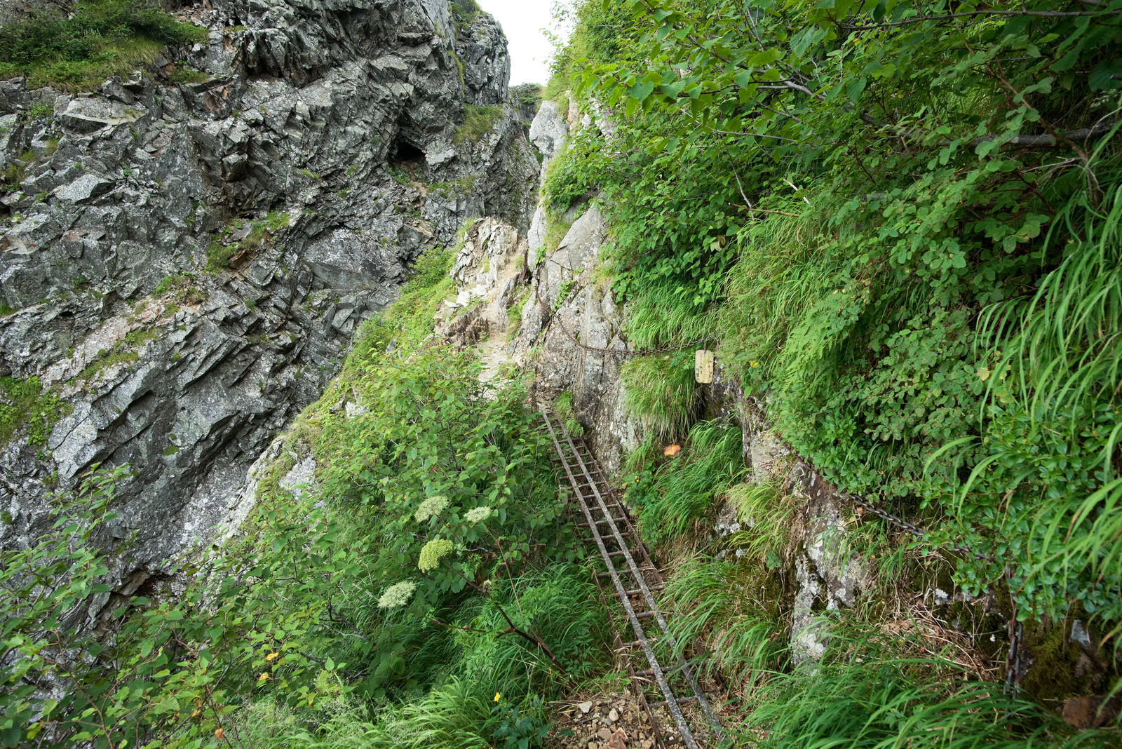 険しい岩場の鎖場で鎖が緑の茂みに覆われている登山道