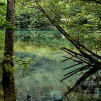 上高地の大正池に映る緑の森林と水鏡の風景の写真