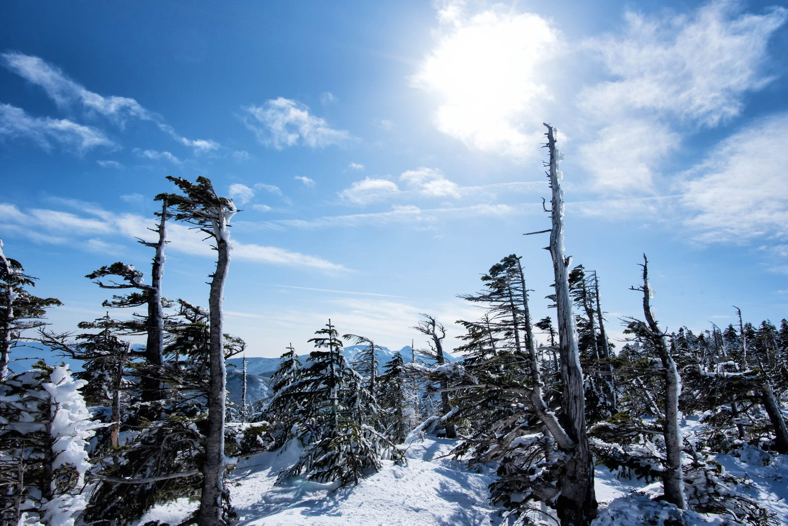 雪に覆われたしらびそ林と青空に輝く太陽