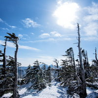 厳冬期のしらびそ林に降り注ぐ日差しと樹氷の写真