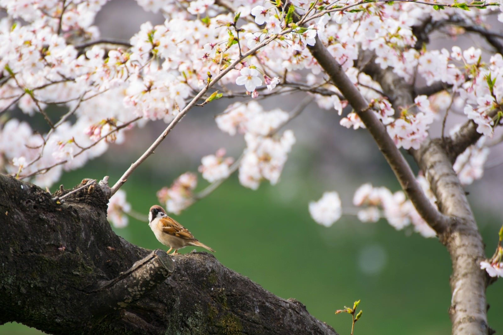 満開の桜の枝にとまる小さなスズメ