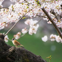 満開の桜の枝にとまるすずめの写真