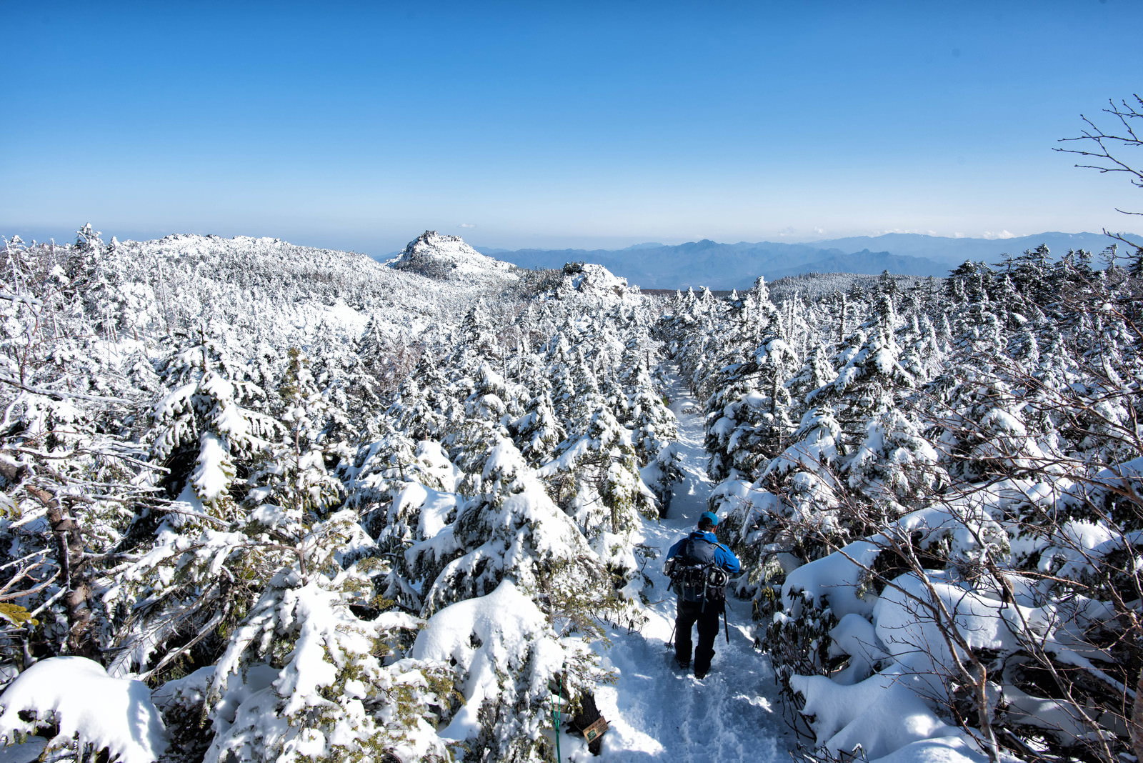 雪に覆われた針葉樹の森の中を登山道に沿って歩く登山者