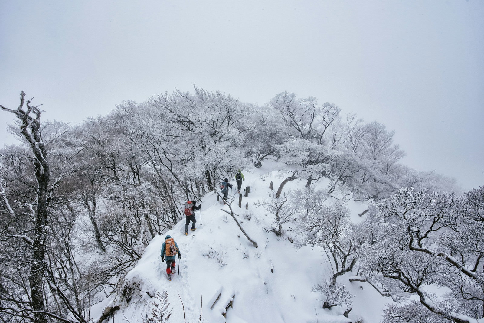 雪に覆われた丹沢主稜線で霧氷の樹木の間を歩く登山者たち
