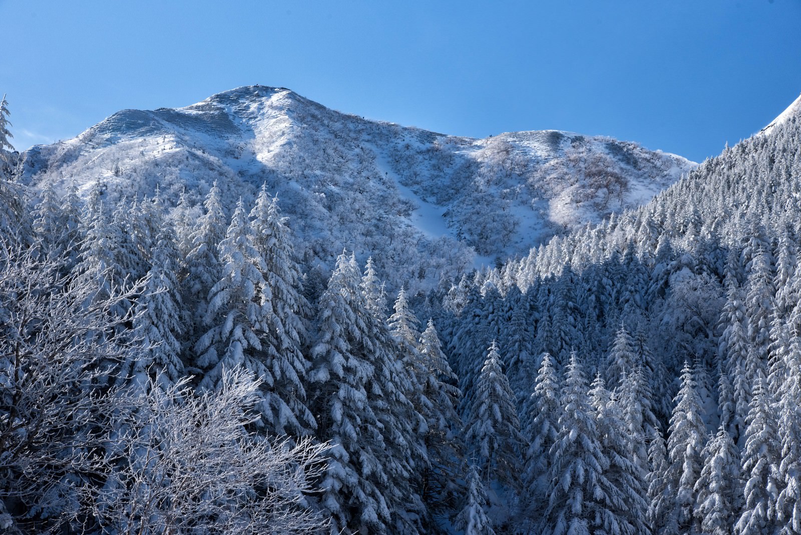 青空の下、雪に覆われた針葉樹の森と背景に連なる雪山
