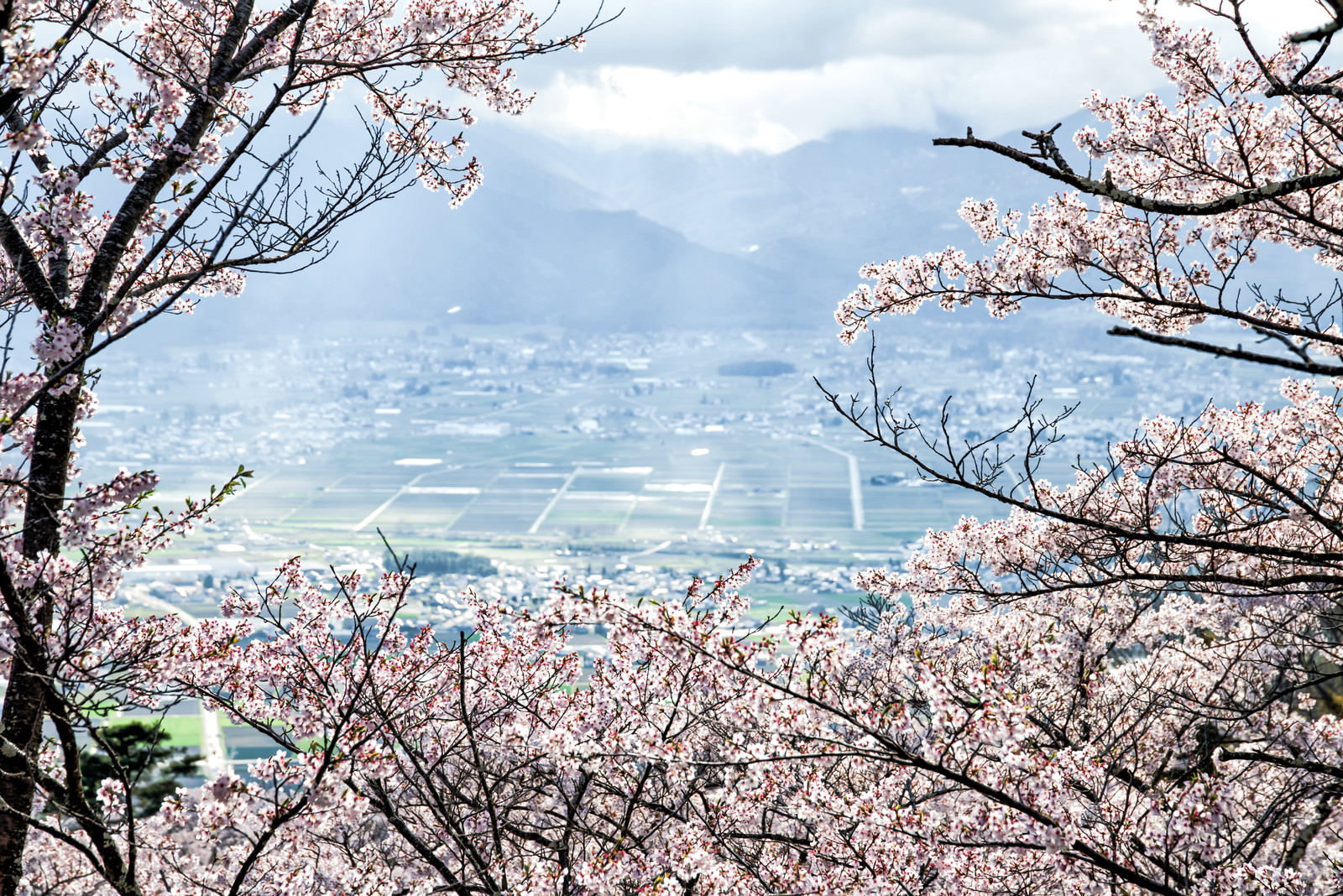 光城山の満開の桜と眼下に広がる安曇野の街並み