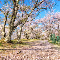 光城山山頂の桜並木と青空（長野県安曇野市豊科）の写真