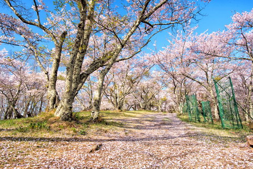 光城山山頂の桜並木と青空（長野県安曇野市豊科）