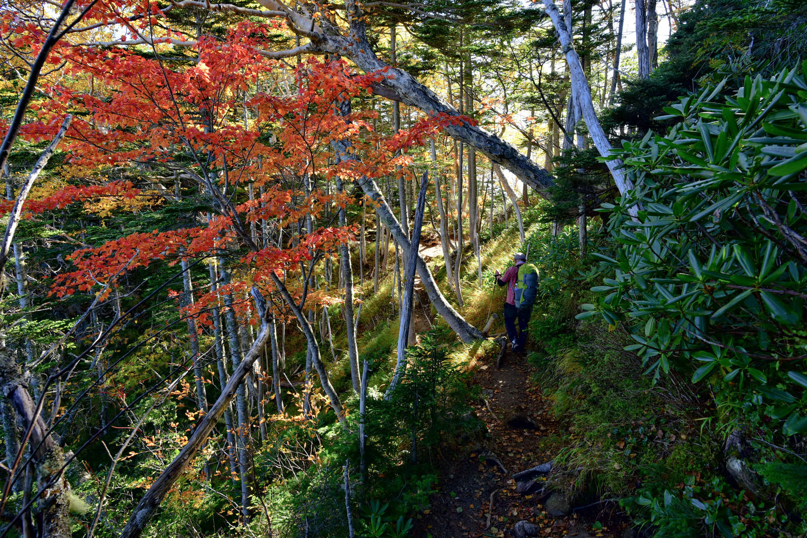 紅葉した樹林帯の登山道を散策する登山者