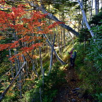 秋の紅葉樹林帯を散策する登山者のの写真