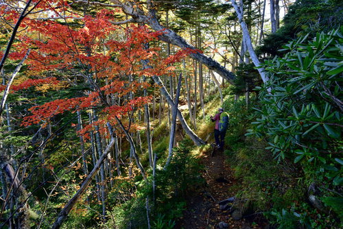 秋の紅葉樹林帯を散策する登山者の