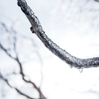 冬の枝に張り付いた透明な雨氷の結晶の写真