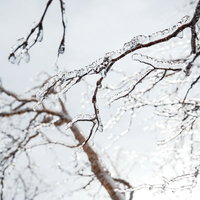 細い枝に張り付いた透明な雨氷の冬景色の写真