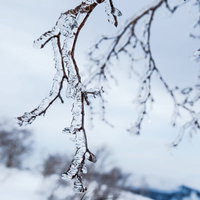雨氷に透ける細い木の枝：冬の自然現象を捉えた透明な氷結の風景の写真