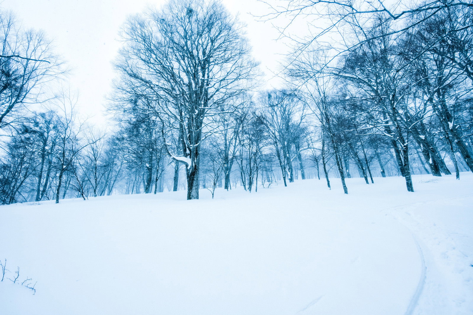 雪原に刻まれたシュプールと雪をかぶった落葉樹が青空の下に広がる冬景色