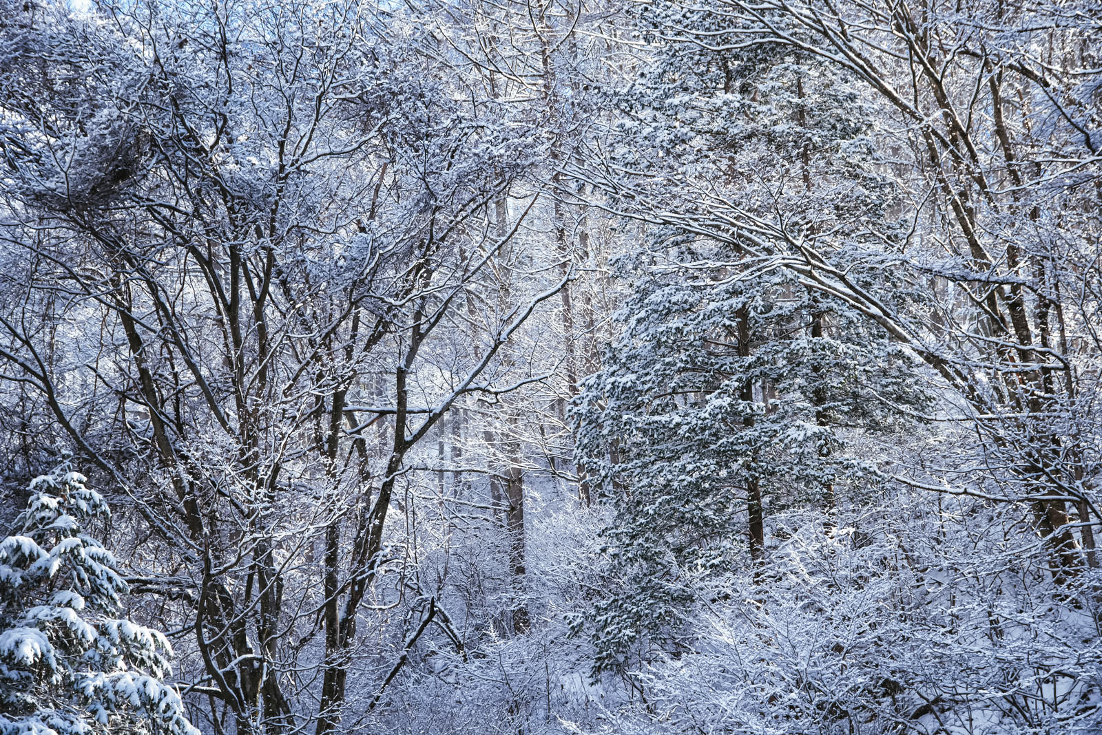 雪が積もった落葉樹の森、枝先まで白く覆われた冬景色