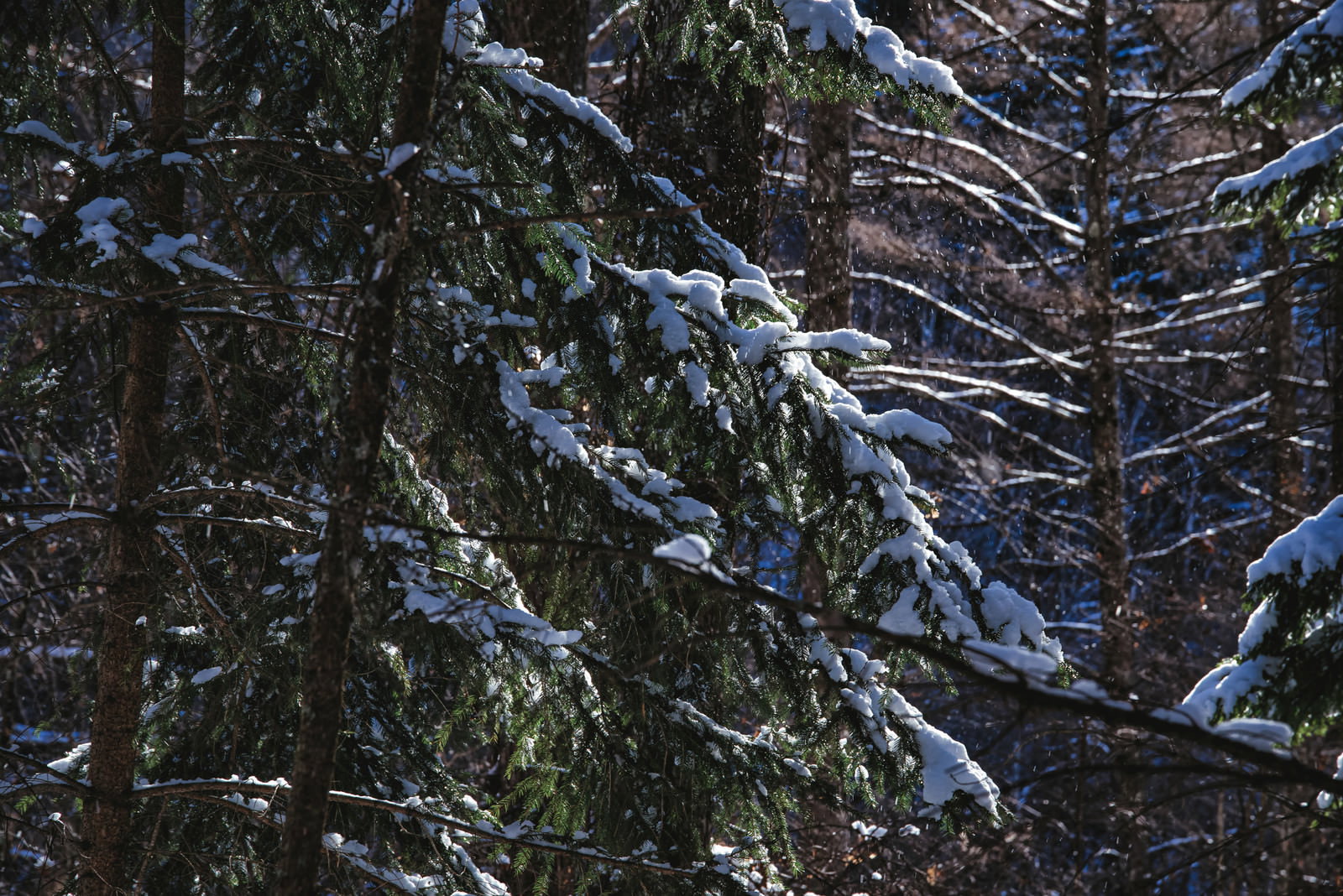 雪が積もった針葉樹の枝が重なり合う冬の森の風景