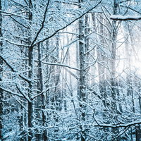 雪化粧した山林に差し込む陽光の写真