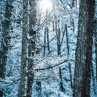 雪化粧した山林の木々の間から差し込む冬の光の写真