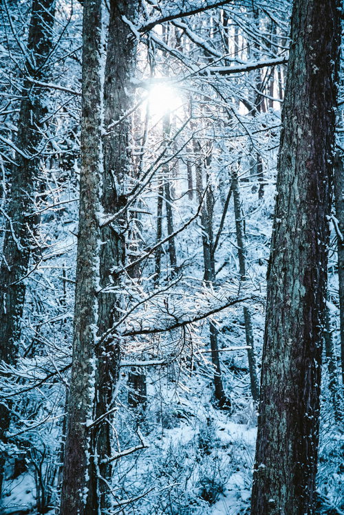 雪化粧した山林の木々の間から差し込む冬の光
