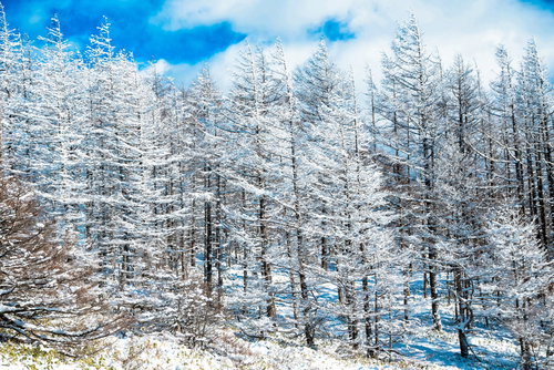 白銀の世界と霧氷が美しい美ヶ原の冬景色