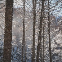 陽光にきらめく垂れ雪の冬の森の静寂な風景の写真