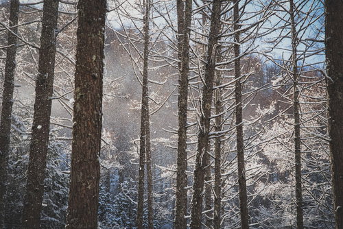 陽光にきらめく垂れ雪の冬の森の静寂な風景