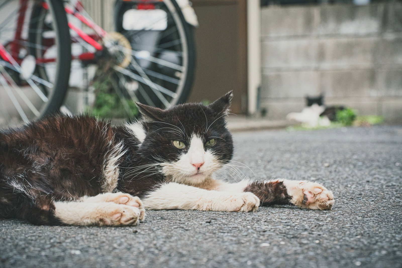 アスファルトの上に伏せている白黒茶色の三毛猫