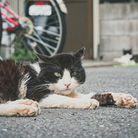 路地裏のアスファルトに伏せる野良猫の日常風景の写真