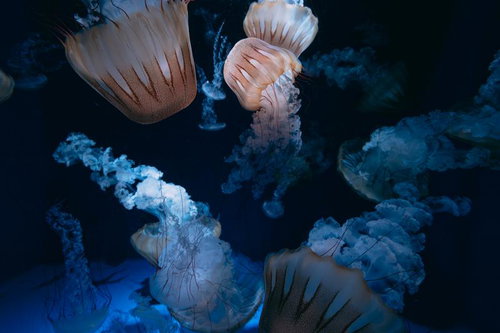 深海を漂うクラゲ（クリサオラプロカミア）