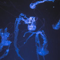 発光するクラゲの群れ、浮遊する神秘的な深海の宇宙の写真