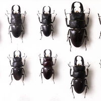 クワガタムシコレクション（標本）の写真