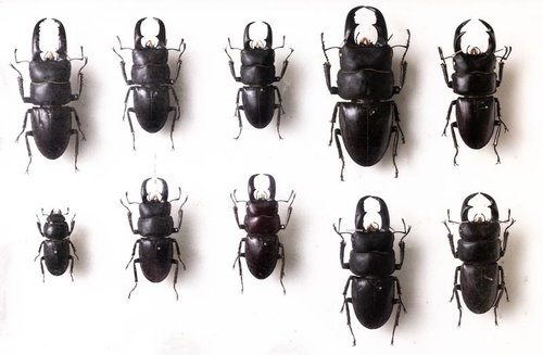 クワガタムシコレクション（標本）