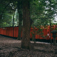 森の中を連なる朱色の千本鳥居と参拝者―伏見稲荷の写真