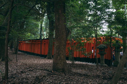 森の中を連なる朱色の千本鳥居と参拝者―伏見稲荷