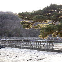 京都嵐山の渡月橋周辺で河川工事中に並ぶ白い土のうの写真