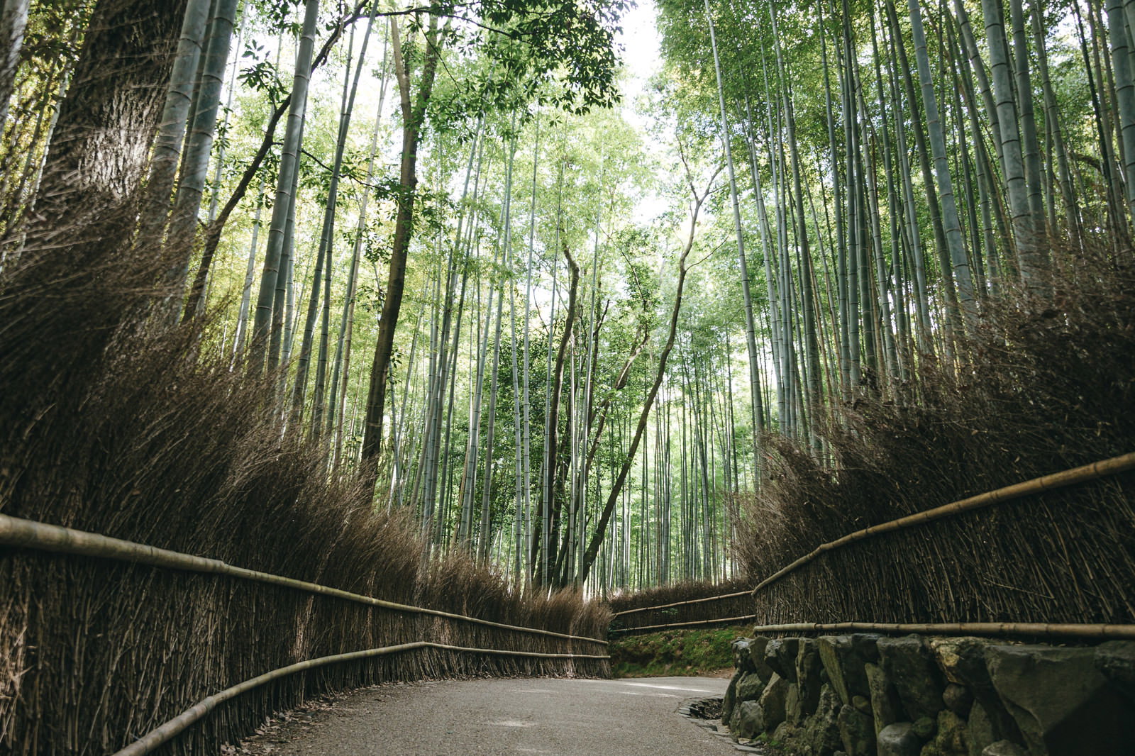 京都嵐山の竹林の小径を歩く散策路と青竹の風景