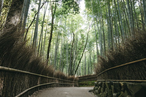 京都嵐山の竹林の小径を歩く散策路と竹林風景