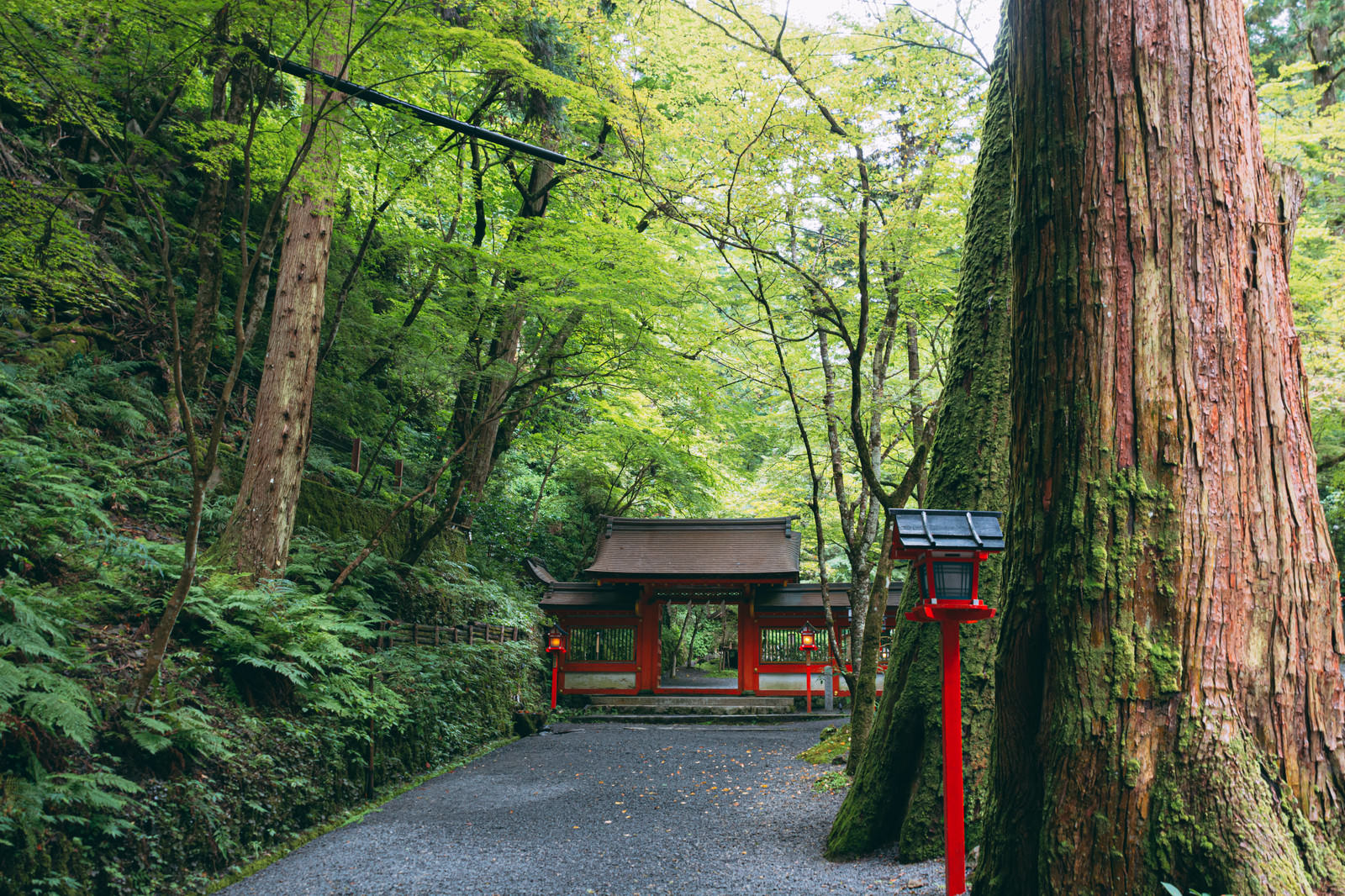 緑豊かな木々に囲まれた貴船神社奥宮の朱色の門と参道