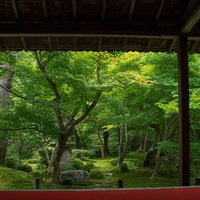 新緑の庭を楽しむの写真