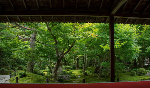新緑の庭を楽しむ