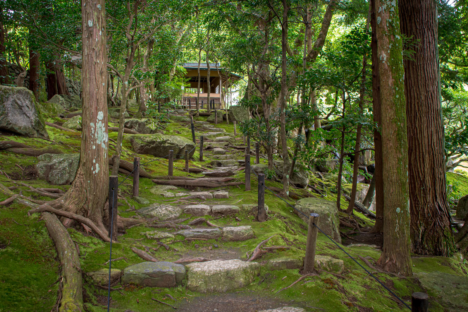 苔むした石段が続く緑豊かな庭園風景