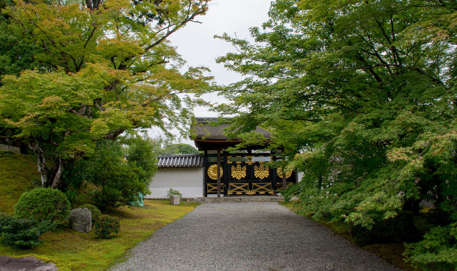 新緑の青紅葉に包まれた醍醐寺境内の石畳参道と重厚な唐門