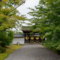青紅葉の中に見えるどっしりとした雰囲気の醍醐寺の唐門の写真
