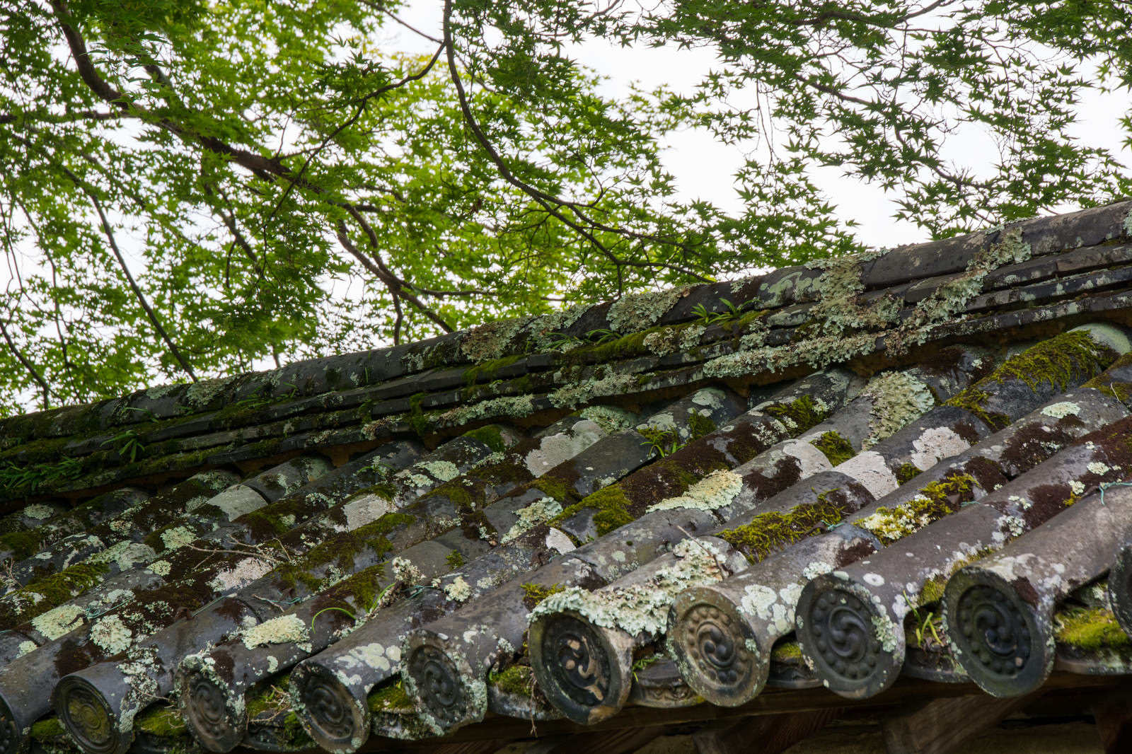 古い寺院の瓦屋根に緑の苔が密生している様子